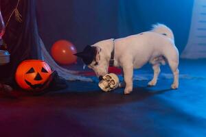 halloween firande begrepp. rolig hund och halloween artificiell skalle foto