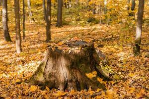 gammal stubbe och gul lönn löv i höst skog. falla landskap. höst säsong naturlig bakgrund foto