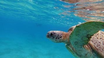 stor grön sköldpadda på Röda havets rev.
