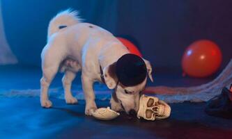 halloween firande begrepp. rolig hund och halloween artificiell skalle foto