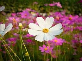 kosmos blomma med suddig bakgrund. blomning vit blomma. foto