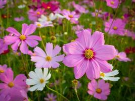 kosmos blomma med suddig bakgrund. blomning rosa blomma. foto