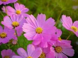 kosmos blomma med suddig bakgrund. blomning rosa blomma. foto