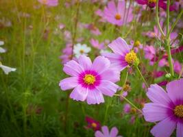 kosmos blomma med suddig bakgrund. blomning rosa blomma. foto