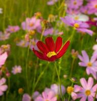 kosmos blomma med suddig bakgrund. blomning röd blomma. foto