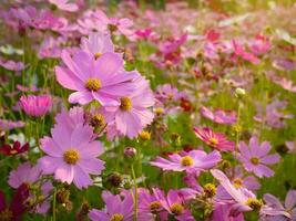 kosmos blomma med suddig bakgrund. blomning rosa blomma. foto