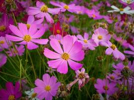 kosmos blomma med suddig bakgrund. blomning rosa blomma. foto