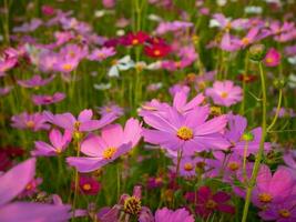 kosmos blomma med suddig bakgrund. blomning rosa blomma. foto