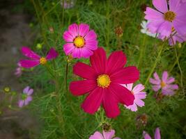 kosmos blomma med suddig bakgrund. blomning rosa blomma. foto