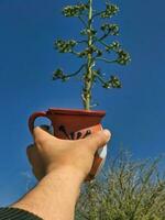 pulque en traditionell mexikansk dryck från de maguey växt, rotad i natur foto