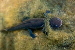 grå axolotl i mexikansk vattnen, visa upp dess unik markbundna funktioner och vibrerande fena foto