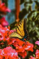 färgrik blommor locka till sig fjärilar, pollinatorer den där föra liv till trädgårdar foto