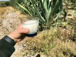 njuta av de uppfriskande smak av pulque, en traditionell mexikansk dryck foto