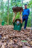 cu chi, viet nam - 20 Maj 2023 de cu chi tunnlar. en guide demonstrera på vilket sätt en vietcong Dölj in i de tunnel. dess Begagnade i vietnam krig. känd turist attraktion i vietnam. stock Foto