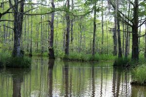 landskap längs de pärla flod från en båt på de honung ö träsk Turné i slidell louisiana foto