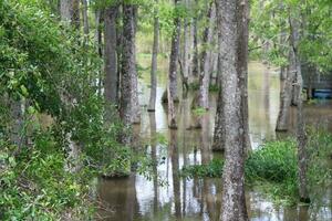 landskap längs de pärla flod från en båt på de honung ö träsk Turné i slidell louisiana foto