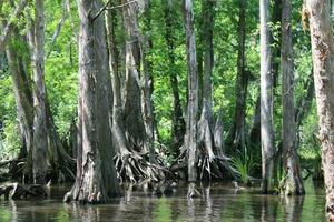 landskap längs de pärla flod från en båt på de honung ö träsk Turné i slidell louisiana foto