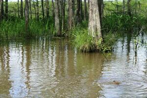 landskap längs de pärla flod från en båt på de honung ö träsk Turné i slidell louisiana foto