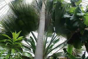 handflatan träd växande i de tropisk Sol foto