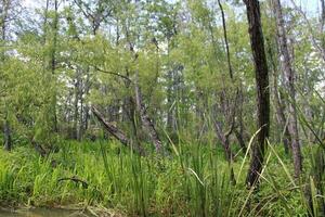 landskap längs de pärla flod från en båt på de honung ö träsk Turné i slidell louisiana foto