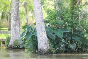 landskap längs de pärla flod från en båt på de honung ö träsk Turné i slidell louisiana foto