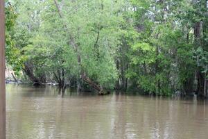 landskap längs de pärla flod från en båt på de honung ö träsk Turné i slidell louisiana foto