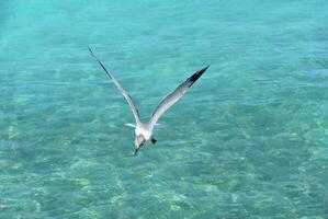 fiskmås flygande över lugn tropisk vattnen i aruba foto