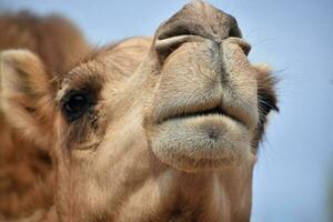 direkt se in i de ansikte av en kamel foto