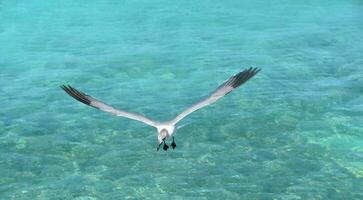 mås flygande över de tropisk vattnen i aruba foto