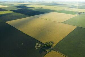 vete fält redo till skörda, i de pampas enkel, la pampa, argentina. foto