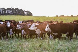 nötkreatur besättning i de pampas landsbygden, argentine kött produktion, la pampa, argentina. foto