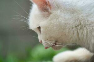 skön persisk ras kattunge poser på Hem trädgård foto