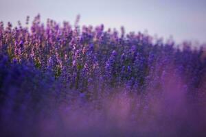 blomning lavendel- blommor i en provence fält under solnedgång ljus i Frankrike. mjuk fokuserade lila lavendel- blommor med kopia Plats. sommar scen bakgrund. foto