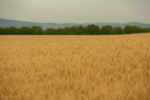 vete fält och blå himmel. jordbruks landskap med öron av vete. foto