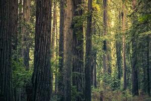 redwood mysterium skog foto