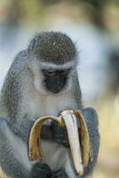 vervet apa äter en banan, kruger nationell park, söder afrika foto