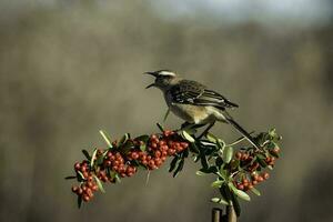 vit banded mokingbird , la pampa provins, patagonien skog, argentina. foto