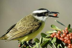 bra kiskadee, pitangus sulfuratus, calden skog, la pampa, argentina foto