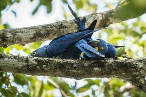 hyacint ara parning i skog miljö, pantanal skog, mato grosso, Brasilien. foto