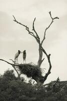 bo av jabiru med kycklingar, pantanal, Brasilien foto
