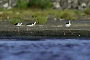 sydlig stylta, himantopus melanurus i flyg, la pampa provins, patagonien, argentina foto