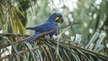 hyacint ara, pantanal skog, Brasilien foto