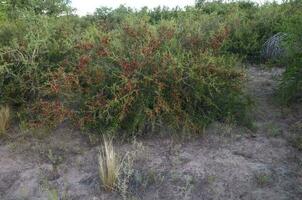 piquillin, endemisk vild frukt i de pampas skog, patagonien, argentina foto