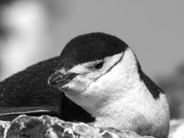 hakrem pingvin, paulet ö, Antarktis, vetenskaplig namn, pygoscelis antarcticus foto