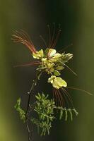 vild blomma i patagonien, Caesalpinia gilliesii, la pampa, argentina. foto