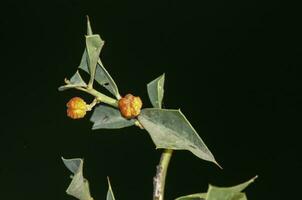 jodina rhombifolia , löv och frukter, calden skog, la pampa argentina foto