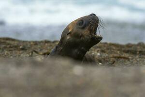 söder amerikan hav lejon (otaria flavescens) kvinna, halvö valdes ,chubut,patagonien, argentina foto