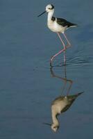 sydlig stylta, himantopus melanurus i flyg, la pampa provins, patagonien, argentina foto