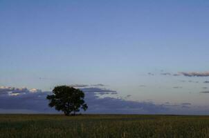 pampas träd landskap, la pampa provins, patagonien, argentina. foto