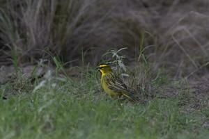 yelow kardinal, gubernatrix cristata, endangered arter i la pampa, argentina foto